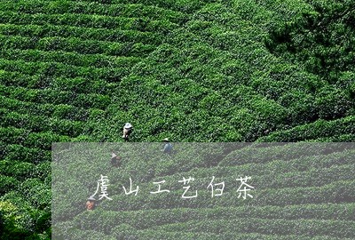 虞山工艺白茶/2023052378360