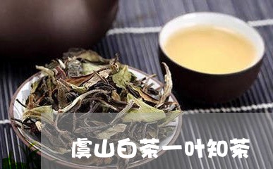 虞山白茶一叶知茶/2023071133037