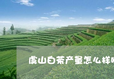 虞山白茶产量怎么样啊/2023042839595