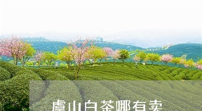 虞山白茶哪有卖/2023061039503