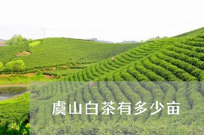 虞山白茶有多少亩/2023071153725