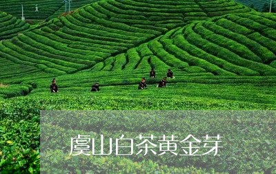 虞山白茶黄金芽/2023061005261