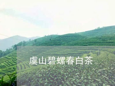 虞山碧螺春白茶/2023061024849