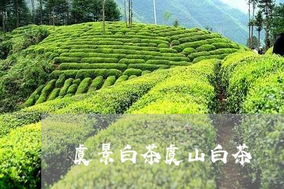 虞景白茶虞山白茶/2023071157169