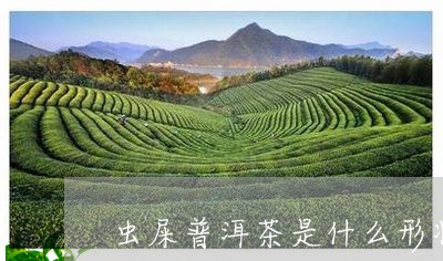 虫屎普洱茶是什么形状/2023062203915