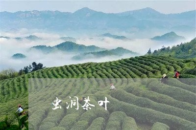 虫洞茶叶/2023090168351