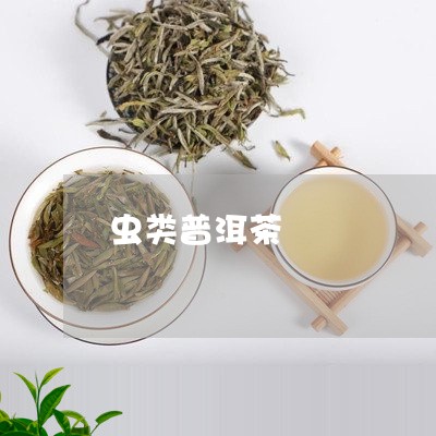 虫类普洱茶/2023090509486