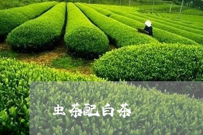 虫茶配白茶/2023051198171