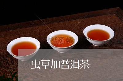 虫草加普洱茶/2023042894735