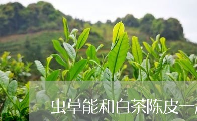 虫草能和白茶陈皮一起煮吗/2023042874930