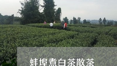 蚌埠煮白茶散茶/2023061002937