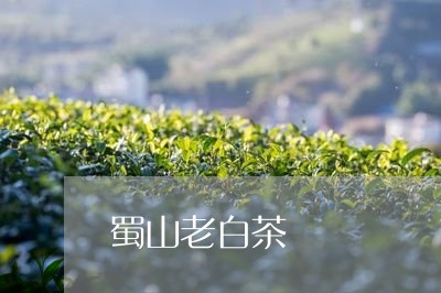 蜀山老白茶/2023051195850