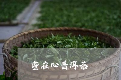 蜜在心普洱茶/2023091352069