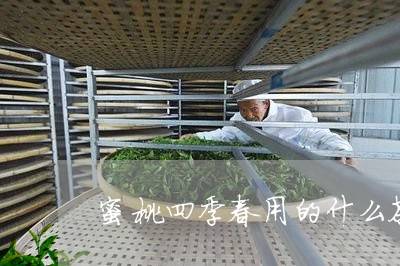 蜜桃四季春用的什么茶/2023071404937