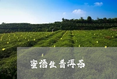 蜜语生普洱茶/2023121849491