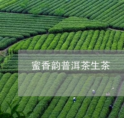 蜜香韵普洱茶生茶/2023112575848