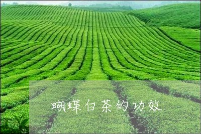 蝴蝶白茶的功效/2023061057403