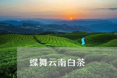 蝶舞云南白茶/2023052366159