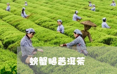 螃蟹腿普洱茶/2023042648260