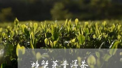 螃蟹芽普洱茶/2023042717577