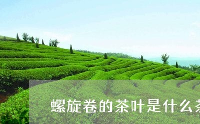 螺旋卷的茶叶是什么茶/2023092279615