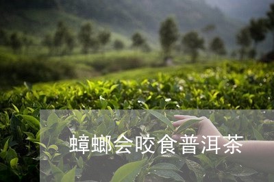 蟑螂会咬食普洱茶/2023120451727