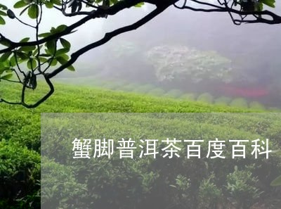 蟹脚普洱茶百度百科/2023092586158