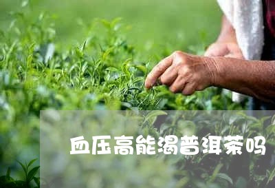 血压高能渴普洱茶吗/2023071003804