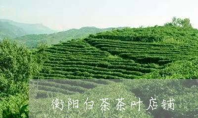 衡阳白茶茶叶店铺/2023071005826