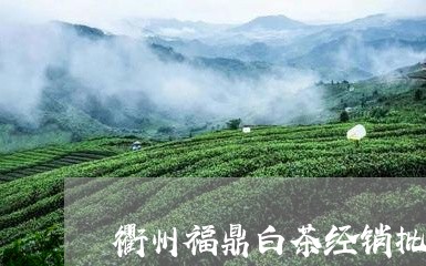 衢州福鼎白茶经销批发/2023120872828