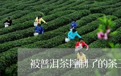 被普洱茶控制了的茶王是/2023121801413