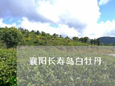 襄阳长寿岛白牡丹/2023090617393