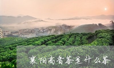 襄阳高香茶是什么茶/2023042177279