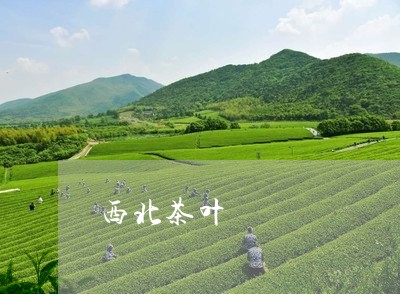 西北茶叶/2023090172937