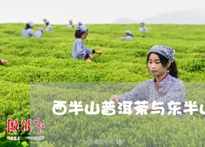 西半山普洱茶与东半山/2023062376068