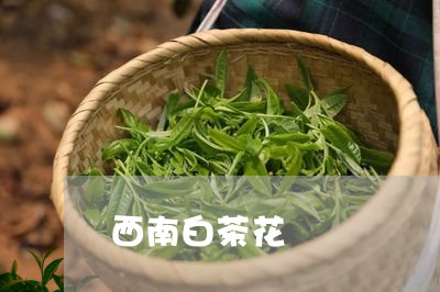 西南白茶花/2023051162695