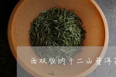 西双版纳十二山普洱茶/2023080192715