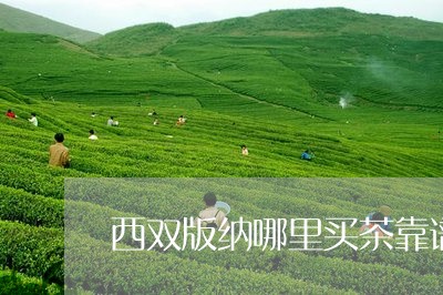 西双版纳哪里买茶靠谱/2023060996180