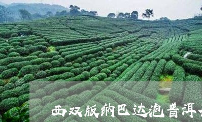 西双版纳巴达泡普洱茶/2023062304159