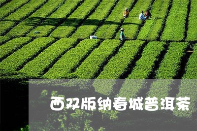 西双版纳春城普洱茶/2023091442836