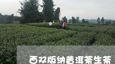 西双版纳普洱茶生茶/2023070926258