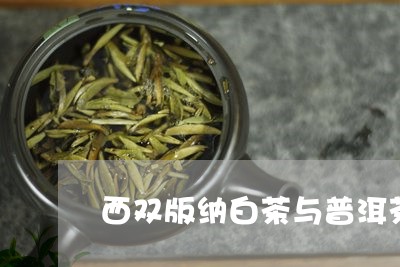 西双版纳白茶与普洱茶/2023080121250