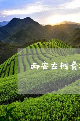 西安古树普洱茶批发商家/2023121834139