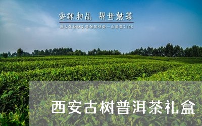 西安古树普洱茶礼盒/2023121802739