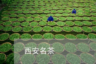 西安名茶/2023110997271