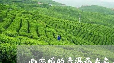 西安懂的普洱茶专卖店/2023092851492