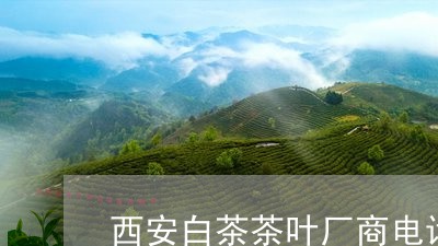 西安白茶茶叶厂商电话查询/2023042824937