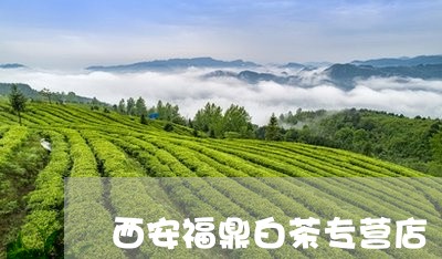 西安福鼎白茶专营店/2023120351593