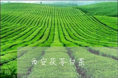 西安茯苓白茶/2023052385948