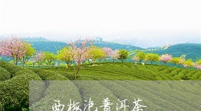 西梅泡普洱茶/2023112605925